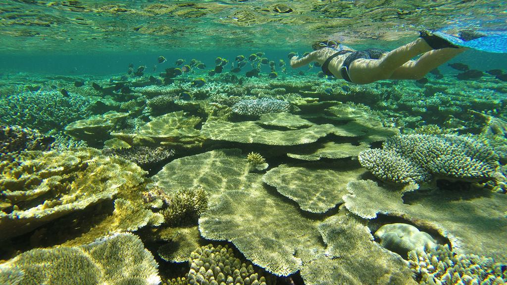 Natural Surf House Hostel Himmafushi Εξωτερικό φωτογραφία